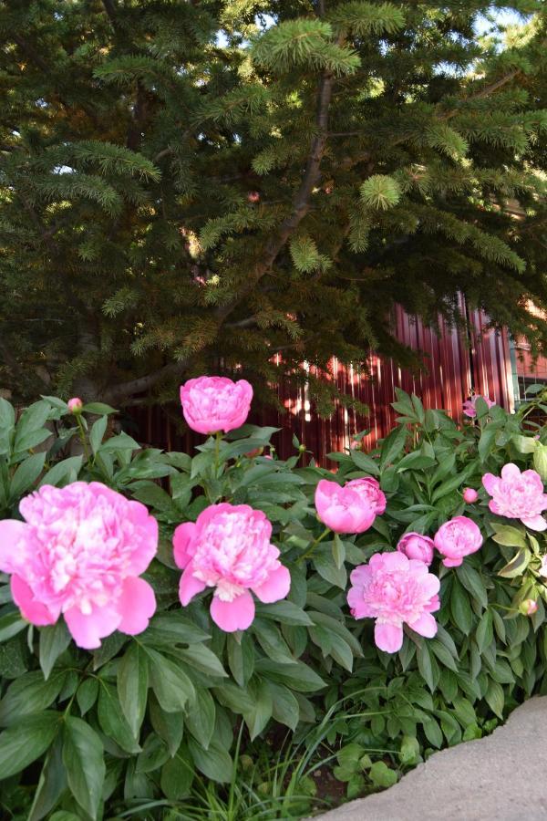 Гостевой Дом Chimgan Apple Garden Exterior foto